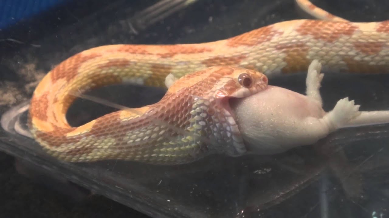 pet snakes and dogs Corn Snake Eating