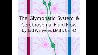 Glymphatic system and Cerebrospinal Fluid Flow