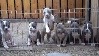 SUPER AMERICAN BULLY PUPPIES .BLOODLINE BIGDOGS ROMANIA