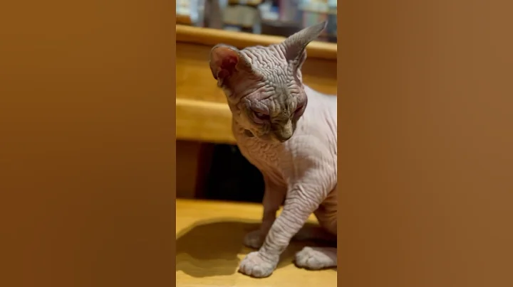 Watch the video about Wrinkly cat🐱 #cat #hairlesscat #ytcat #cuteanimals #catlover #cute #kitten #cutecats #catyt #sphynx