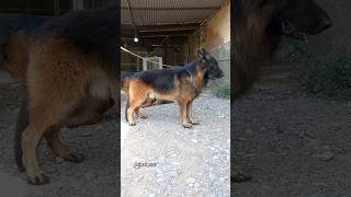 Atif rizvi DOG german shepherd #dogs