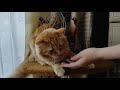 Cat's reaction to the head massager \ Кот и массажёр для головы