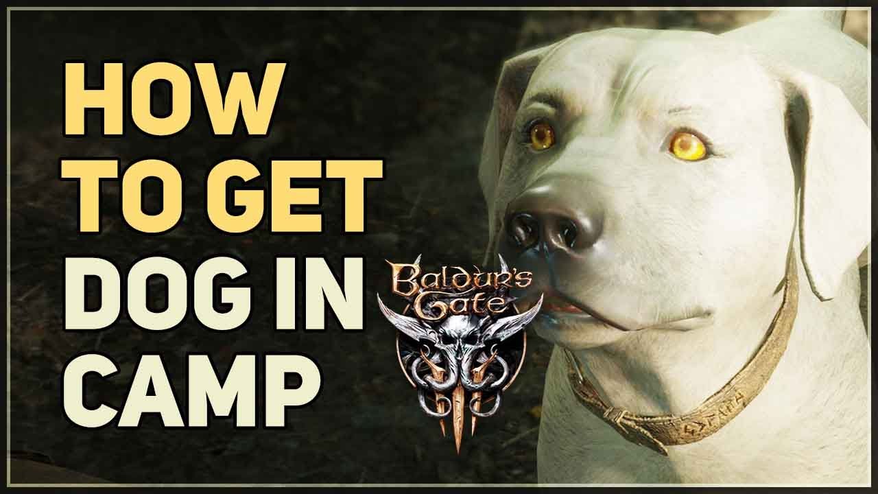 How to get Dog Pet in Camp Baldur's Gate 3 - YouTube