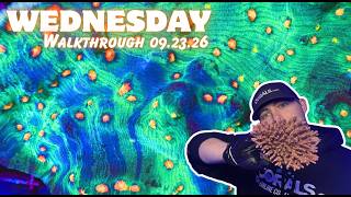 Full AMAZING New Acropora, Scoly, and Lords! Wednesday Walkthrough! (9/23/26) Guide