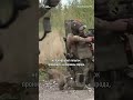 Россия стягивает элитные войска под Бахмут | #shorts