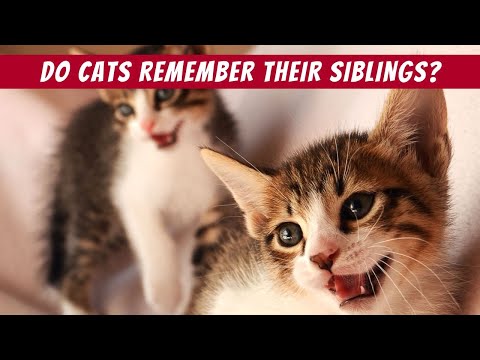 Do Cats Remember