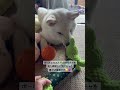職場の仕事仲間Yさんから蓮殿に沢山プレゼントを頂きました#shorts #柴犬 #白柴 #蓮殿 #愛犬 #れん