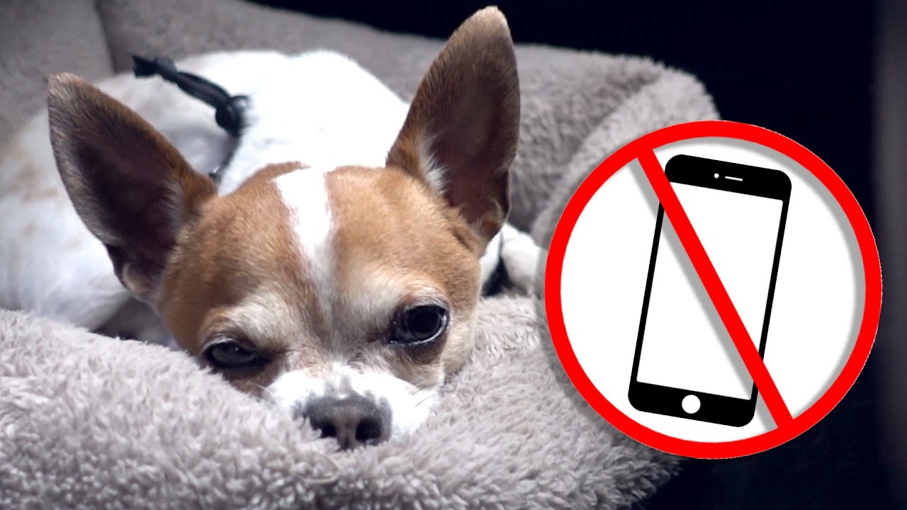 What Do Dogs Think Of Smartphones YouTube What Do Dogs Think Of Smartphones YouTube