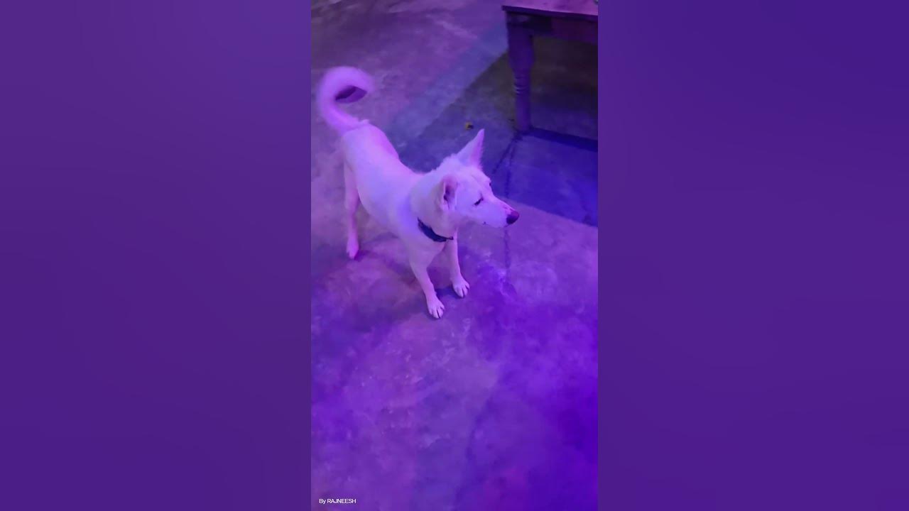 Clever Dog dog viral YouTube clever-dog-dog-viral-youtube