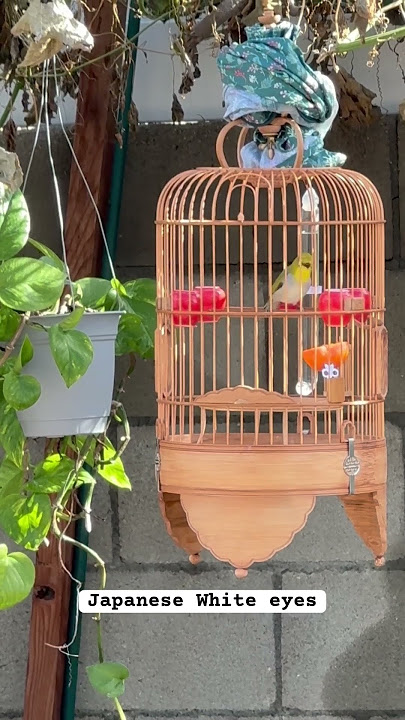 5 months old white eyes bird. #zosterops #vànhkhuyên #whiteeyes
