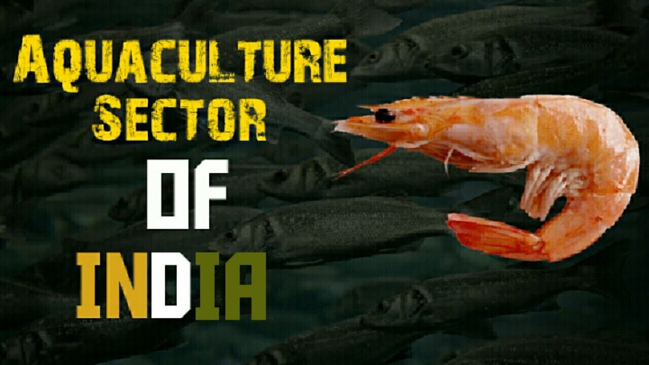 Aquaculture Sector Of India.Full Case Study in Hindi. YouTube