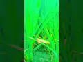 dhan ka khet me kya hai 😱😱 #kheti #naturelovers #shortsvideo