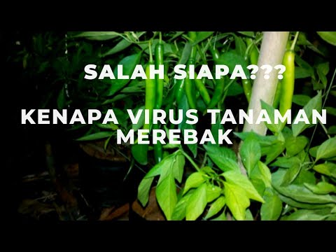 Video: Sebab Penyakit Pokok Reput Jantung: Apa Menyebabkan Reput Jantung Pada Pokok