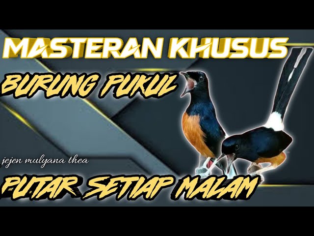 masteran khusus burung pukul class=