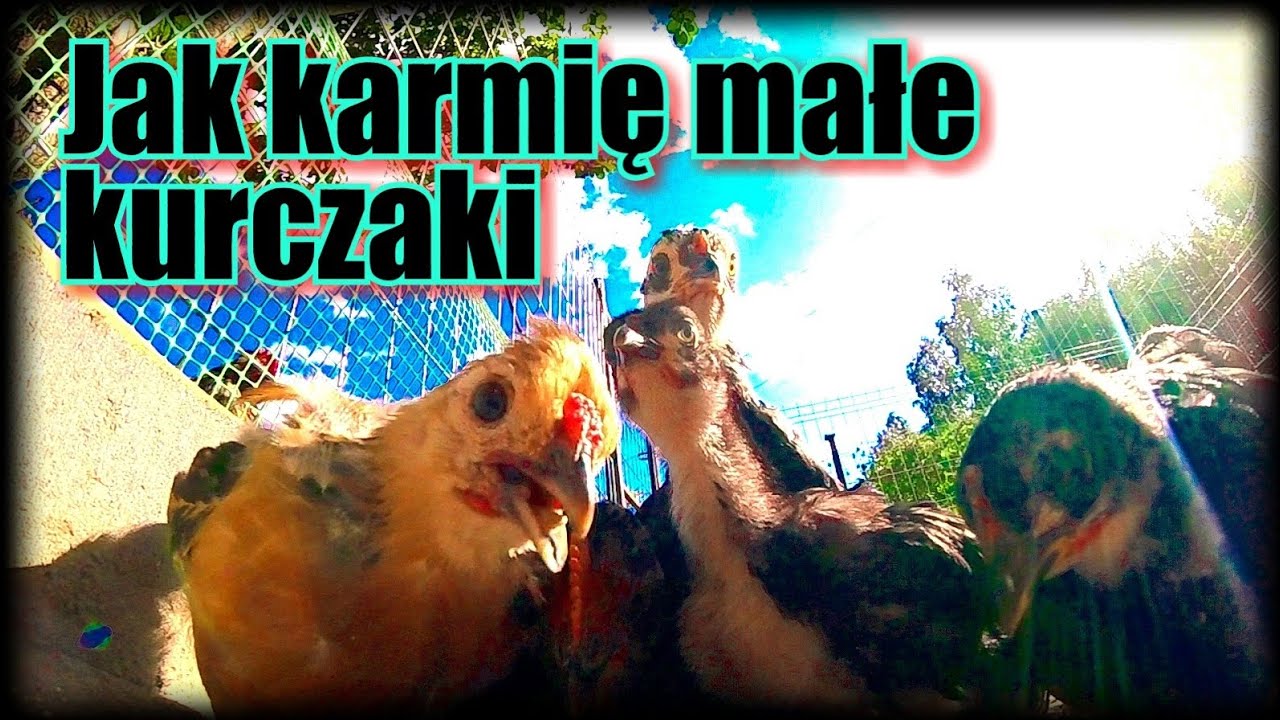 Czym karmię kurczaki żeby były zdrowe i odporne.
