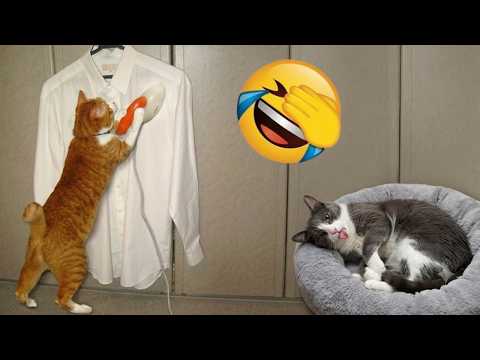 When Orange Cat Works Hard, The Grey One Be Lazy 🤣 Sleepy Babies | Funny Cats Story Compilation
