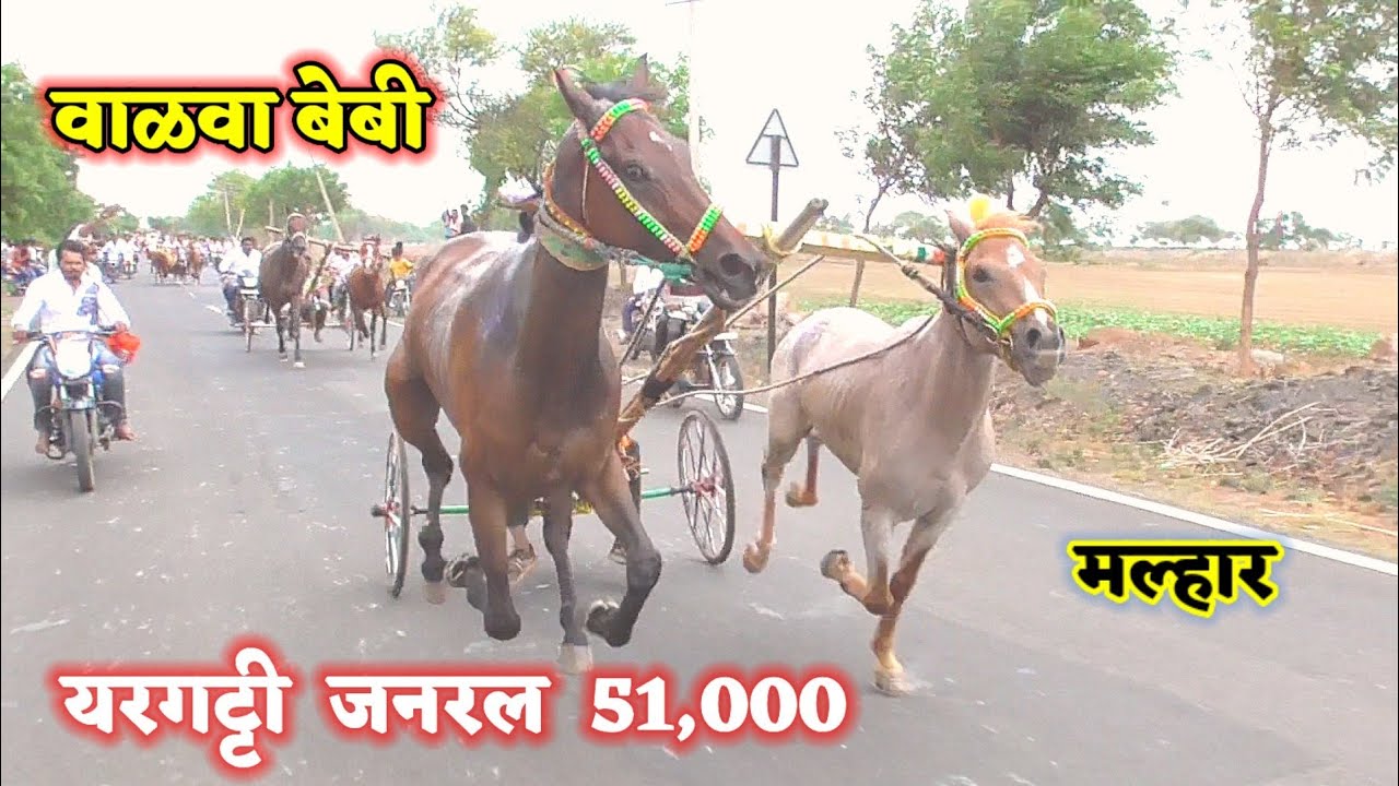 यरगट्टी 51,000 ₹ जनरल | वाळवा बेबी प्रथम ,द्वितीय मंगल ,तृतीय रामा पोलीस Yargatti horse race