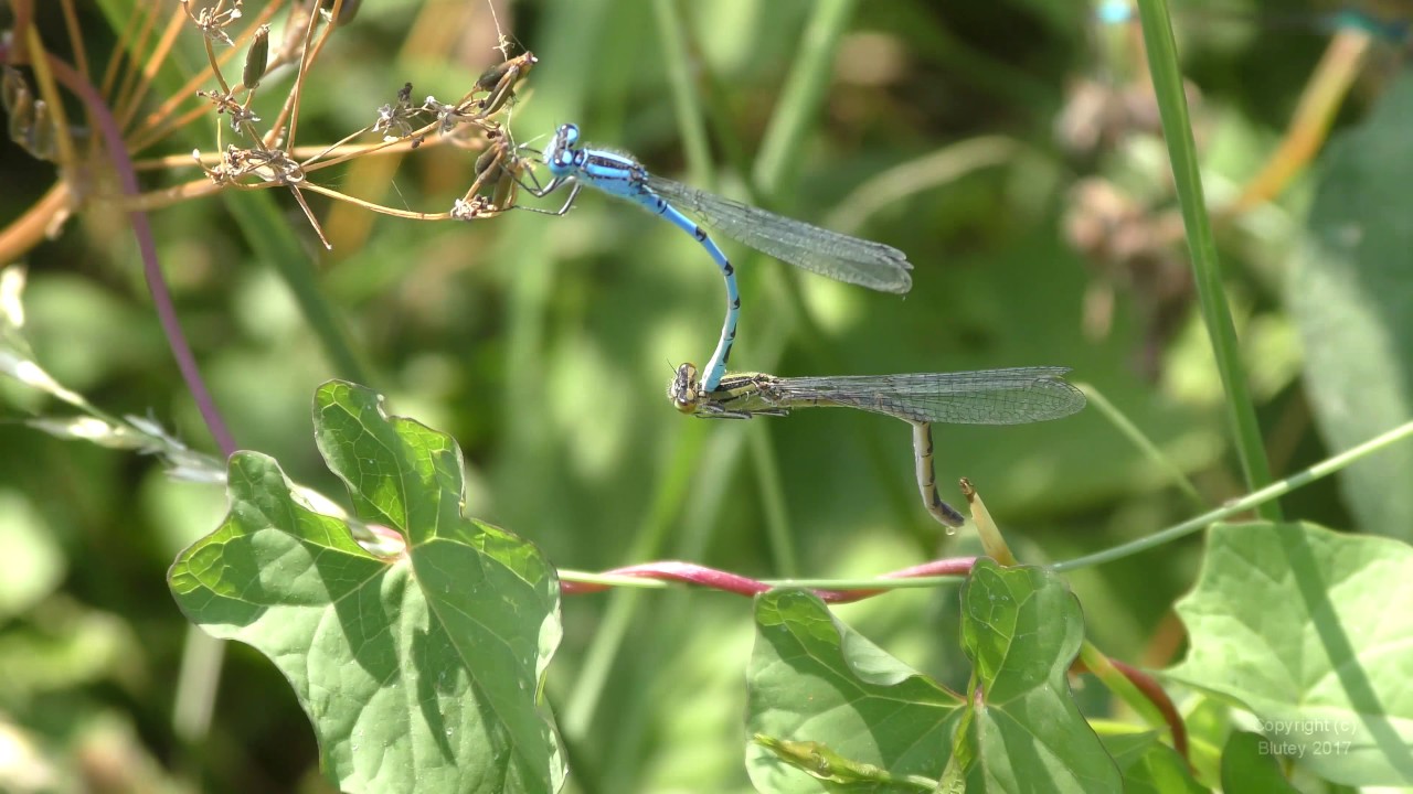 Damselflies Mating on Walthamstow Marshes, London, UK 2017 - 4K