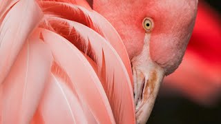 Photo Montage Of A Group Of Birds Flamingo