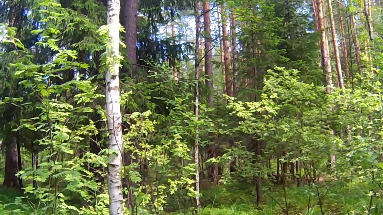 Мелодия мертвого леса спойлеры