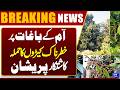 Bad News | Severe Pest Attack Hits Mango Orchards in South Punjab | Dunya News