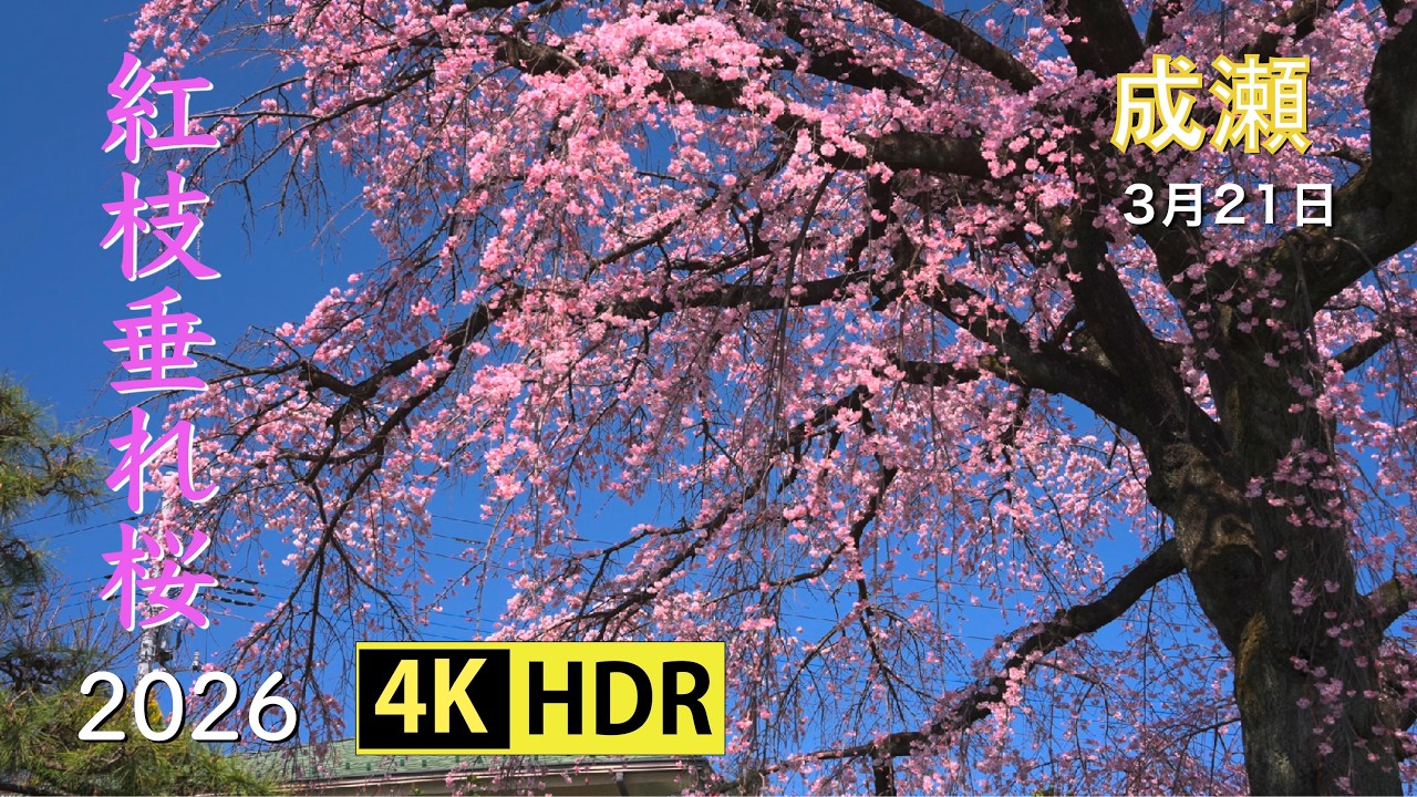 2026 成瀬民家の紅枝垂れ桜(4K-HDR) Weeping Cherry Blossoms At A