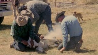 Cattle Branding (ca  1965)