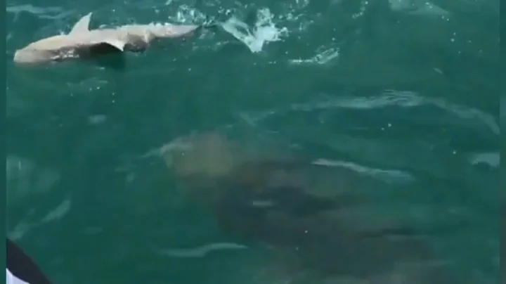 Watch 500-pound goliath grouper swallow shark in one gulp