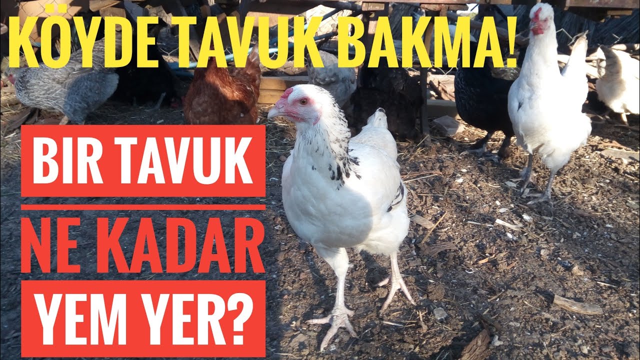 Köy tavuğu ne kadar yem yer? tavuk bakma maliyetleri... YouTube