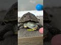 He Saved a Baby Turtle Now It Won’t Leave Him ❤️ 🐢 #shorts