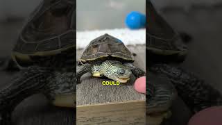 He Saved a Baby Turtle Now It Won’t Leave Him ❤️ 🐢 #shorts