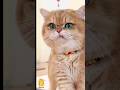Funny Cat &amp; Cute Kittens406😻 #shorts #kucing #kucinglucu #funny #pet #cat #foryou #viral #viralvideo