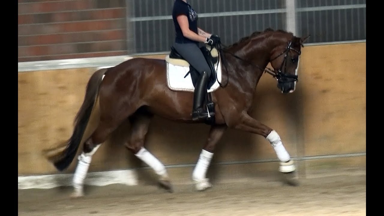 - AM Dressurpferde - Downing Park