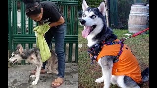 Видео Собака была сильно истощена и уже не хотела бороться за существование, но тут попала в... (автор: Блог ветеринарного врача VetBLOG)