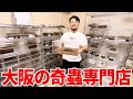 ムカデ専門店の飼育部屋が楽しすぎた
