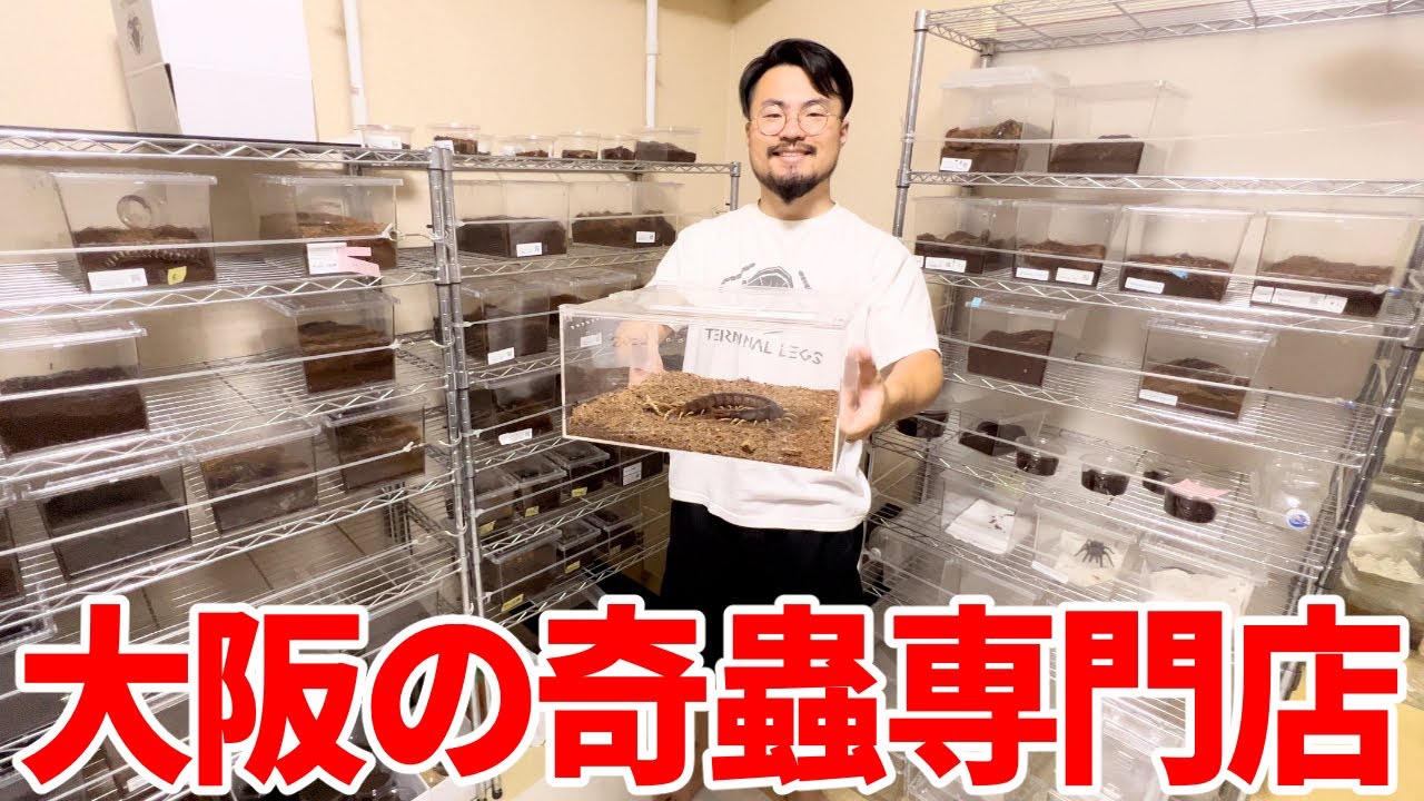 ムカデ専門店の飼育部屋が楽しすぎた