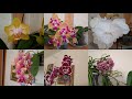 Обзор цветущих азиатских, редких и голландских орхидей на конец июня 2020г.