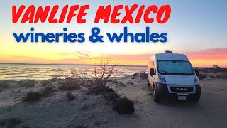Where to see Baby Grey Whales in Baja: Ojo Liebre & Camping at a Winery!