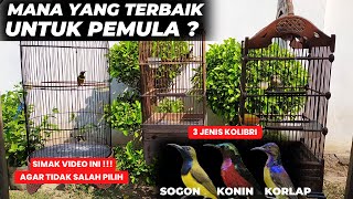 REKOMENDASI JENIS KOLIBRI UNTUK PEMULA❗AWAS JANGAN SALAH PILIH❗