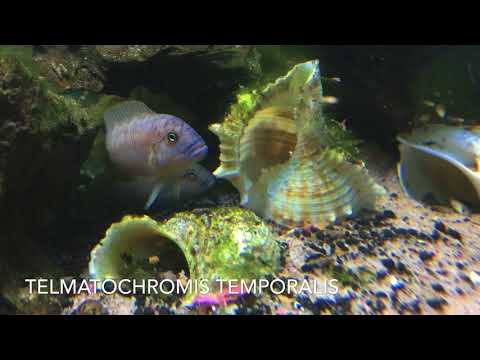 Telematochromis Temporalis