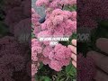 #flowers #viral #shortvideo #trending #hindi #homedecor #home #love #like ##shorts #ytshorts #reels