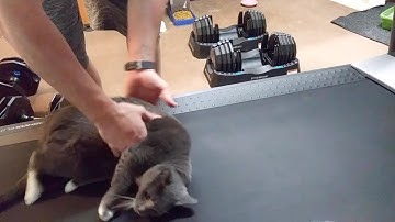 Lazy Cat Refuses To Exercise