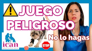 Careful! DANGEROUS GAMES for DOGS THAT YOU SHOULD AVOID by ican adiestramiento canino 3,990 views 3 months ago 8 minutes, 2 seconds