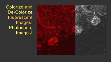 De-Colorize, Colorize Fluorescent Images Photoshop & Image J