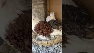 حمام نكرو مفتلfrillback pigeon