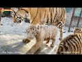 Белые тигры? Желтые тигры? Чумазое золото Тайгана! . Tigers life in Taigan.