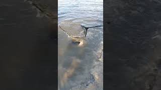 Podpięty jesiotr i trudne podebranie #carpfishing #carp #fish #lake #catfish #nature