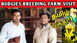 Budgies farm visit | Budgies breeding tips | தமிழ்| Part-1 | Pondicherry