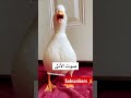 صوت البط الذكر والبط الانثى اكسبلور Explore لايك اشتراك بالقناه ليصلك كل جديد 