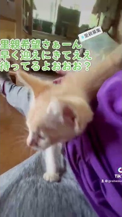 グラビューハート 保護猫シェルター Youtube
